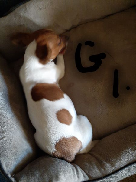 Ckc reg jack Russell