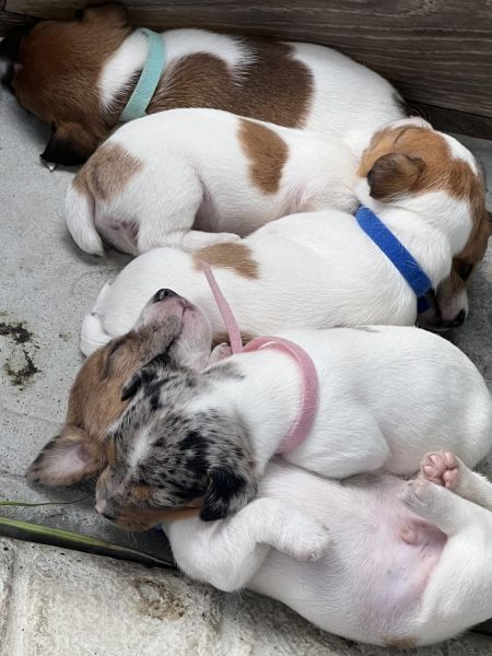 Jack Russell Shorties