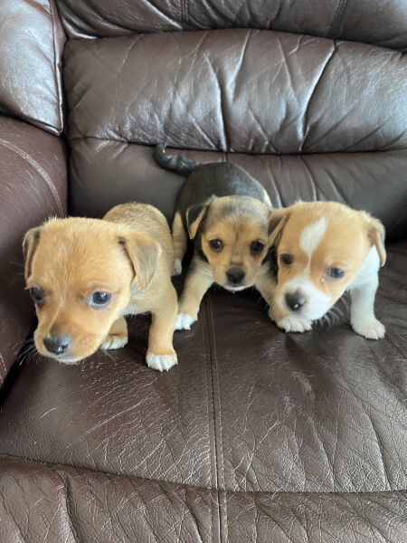 Jack Russell Puppies