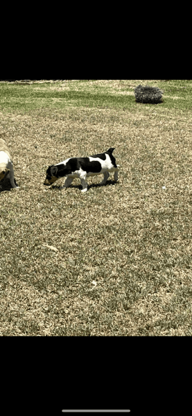 Jack Russell x Cattle dog