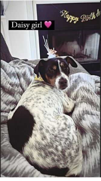 Daisy Female Jack Russell Terrier