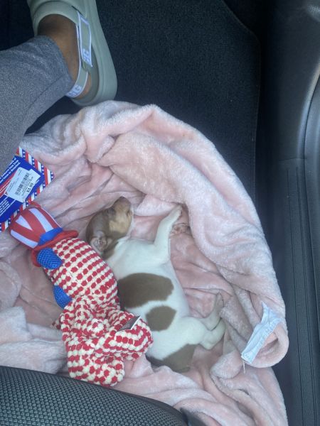 Adorable 7 week old Jack Russell Terrier $350!