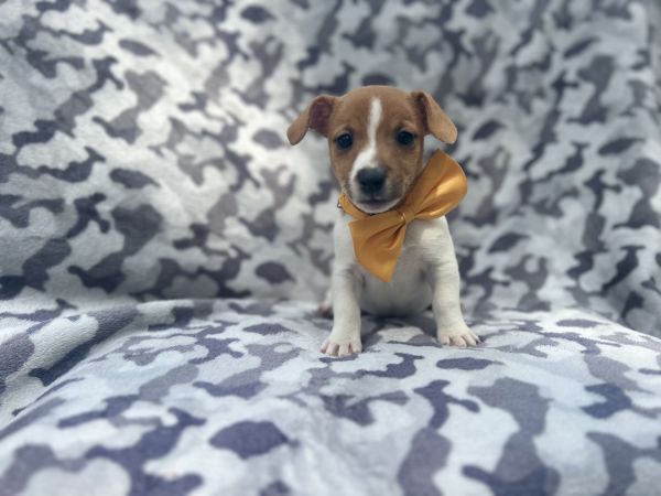 Knox-male jack Russell