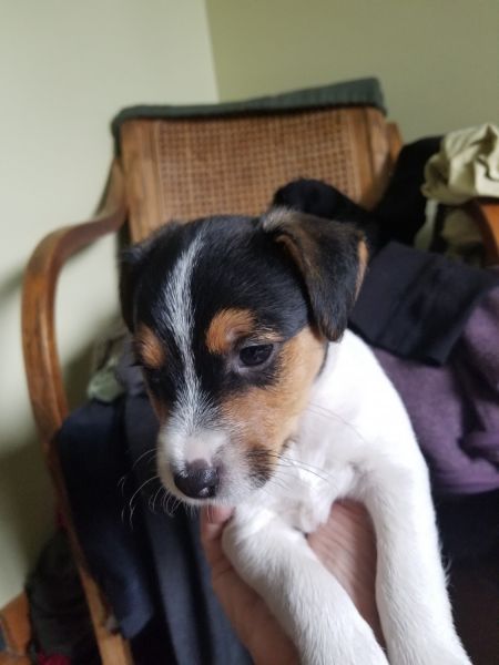 Jack russell terrier pups