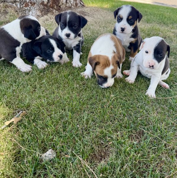 Puppies jack Russell mix