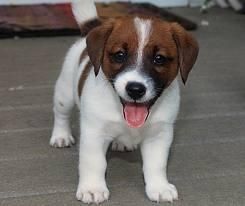 Beautiful Jack Russell Puppies