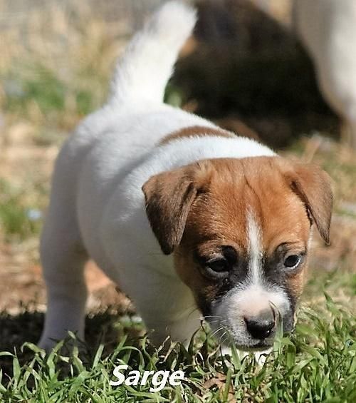 jack russell puppies