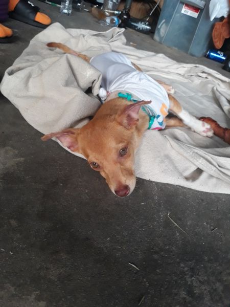 Jack Chi looking for a great home!