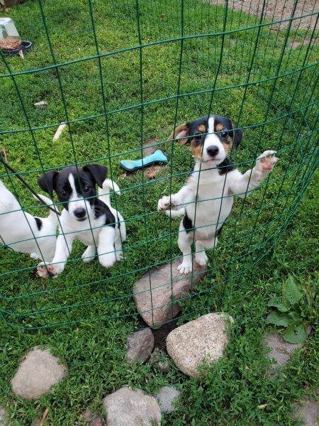 Jack russel puppies