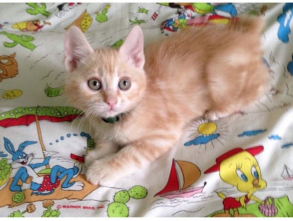 Japanese bobtail kittens for sale