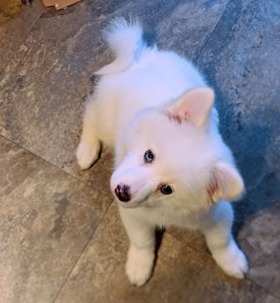 Japanese Spitz puppy