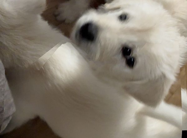 Lovable Korean Jindo poodles.