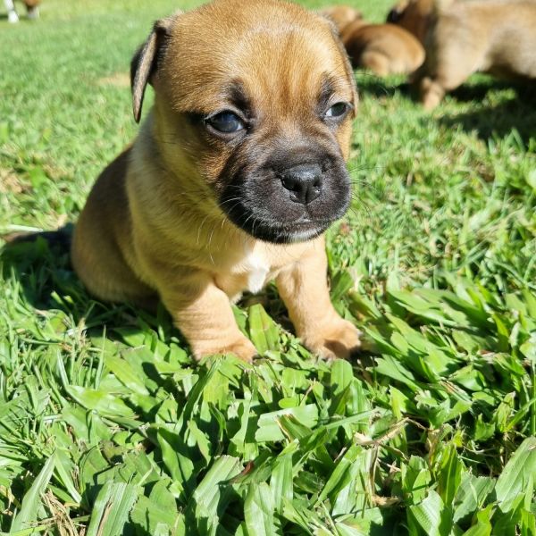 JUG PUPPIES FOR SALE