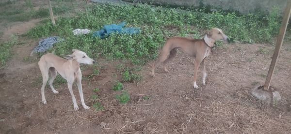 Kanni dogs exchange.