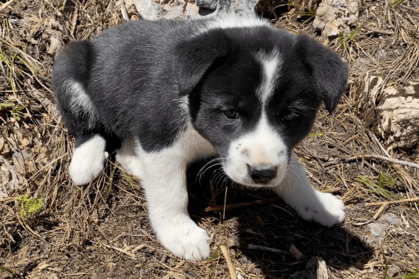 Karelian Bear Dog Puppies