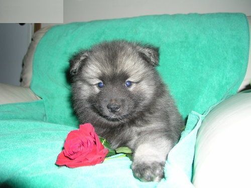 loving KEESHOND puppy