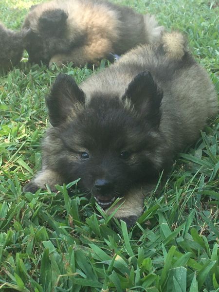 Purebred Keeshond Puppies