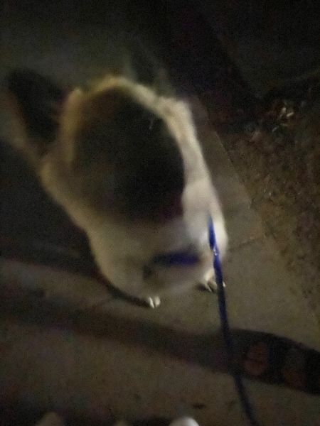 For sale too good home