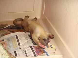 Loving homes required for Beautiful Kinkajou ready