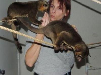male and female kinkajous