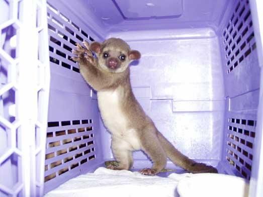 Female Kinkajous Babies Ready