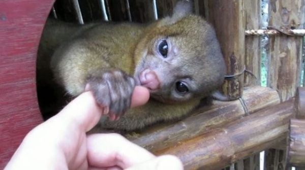 Kinkajous for sale with recent shot