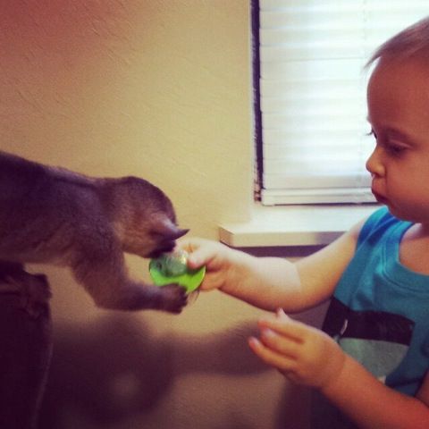 USDA MALE AND FEMALE KINKAJOU