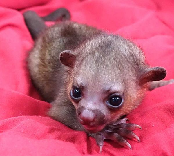 Kinkajou Babies for sale