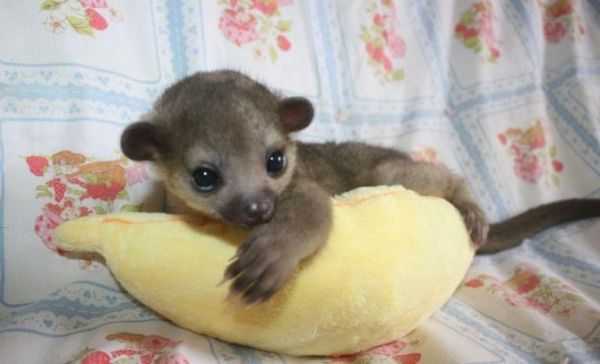 Kinkajou Babies In Need Of Home text (***) ***-***5