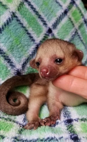 AVAILABLE KINKAJOU PET BABIES ***