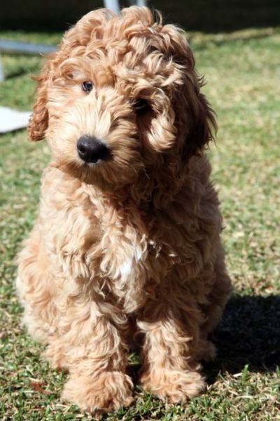 Labradoodles are registered breeders of Australian Labradoodles