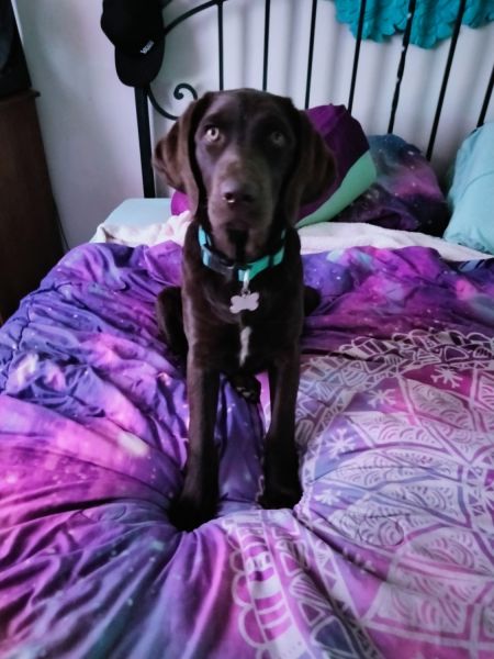 Puppy chocolate labradoodle for sale