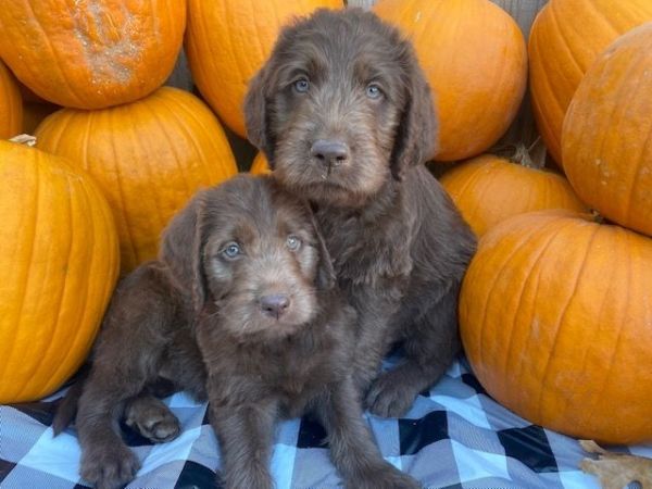 Labradoodles NWArkansas
