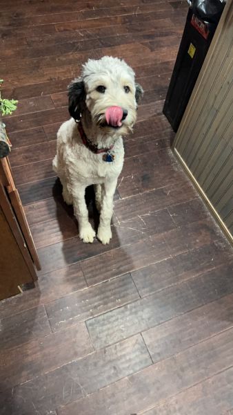 TriColor Female Labradoodle
