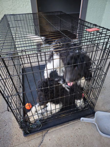 2 black and white labradoodles for sale