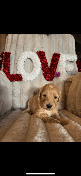 Labradoodle puppies born January 4th, 2025