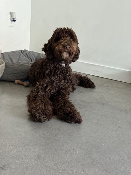 Labradoodle Puppy looking to be rehomed