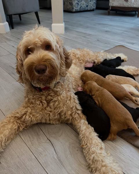 🐶 Adorable 8-Week Labradoodle Puppies – Males & Females 🐶