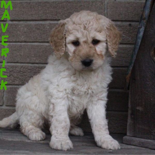 MAVERICK F1B LABRADOODLE