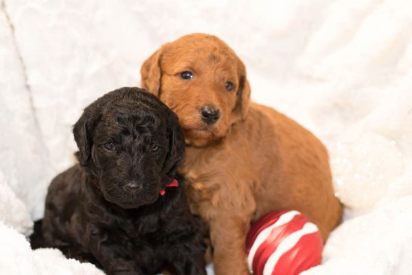 Labradoodle puppies for sale