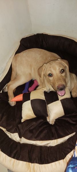 Labrador 5.5 months puppy for sale