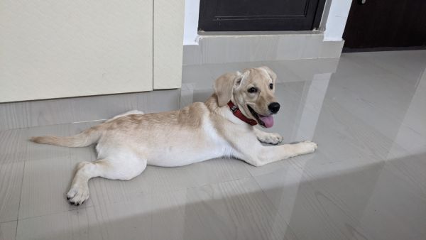 Lab puppy is for sale