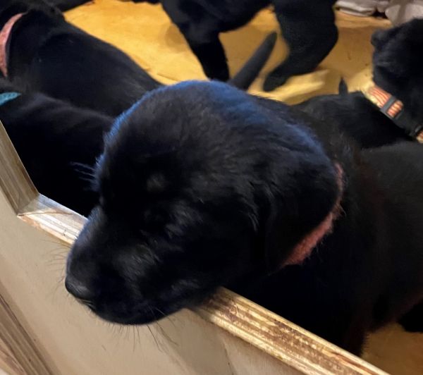 Lab Puppies