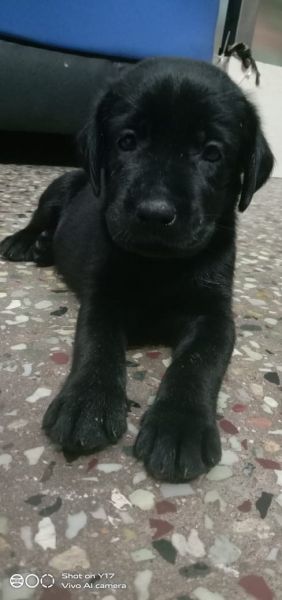 Labrador puppies black Male