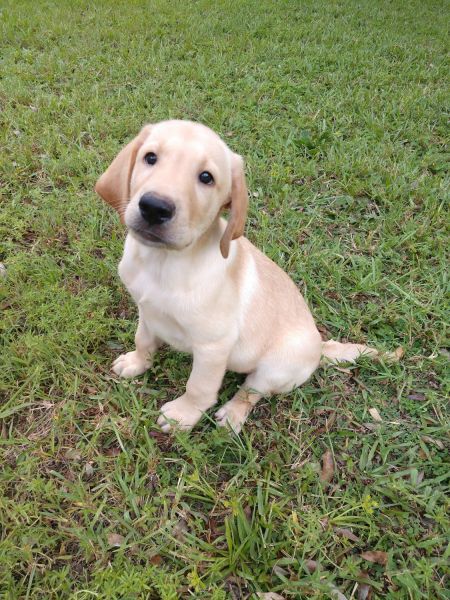 Yellow lab pup