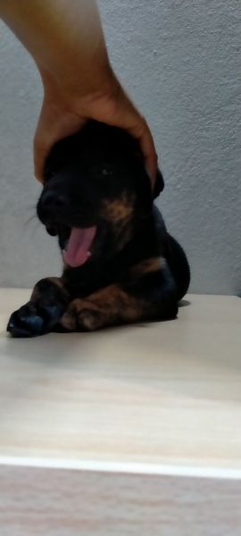 Retriever puppy for sell .. pure breed male