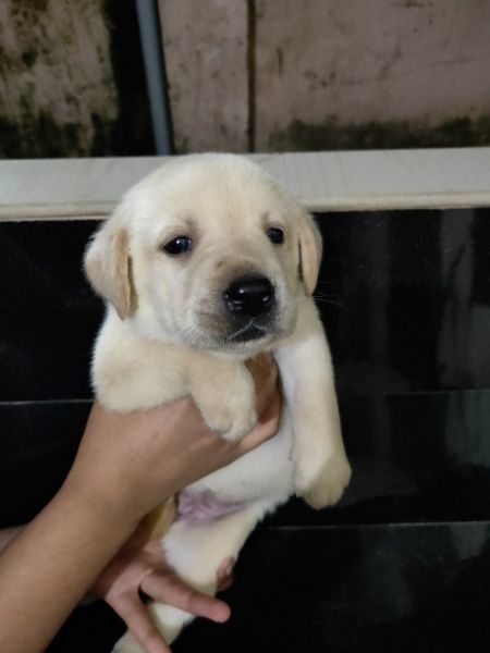 Labrador puppies