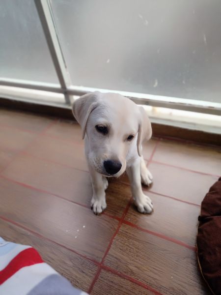 4 months labrador puppy available for sale with paper and micro chip