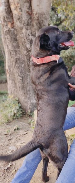 Labra female puppy
