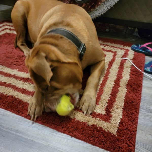 REHOME BO please i have cancer